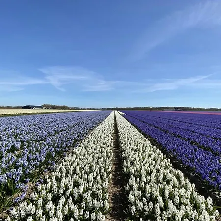 Lägenhet In Schoorl Near Schoorlse Duinen *
