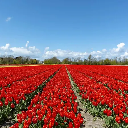 Lägenhet In Schoorl Near Schoorlse Duinen *