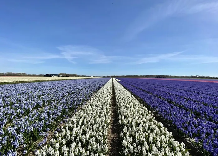 Lägenhet In Schoorl Near Schoorlse Duinen *