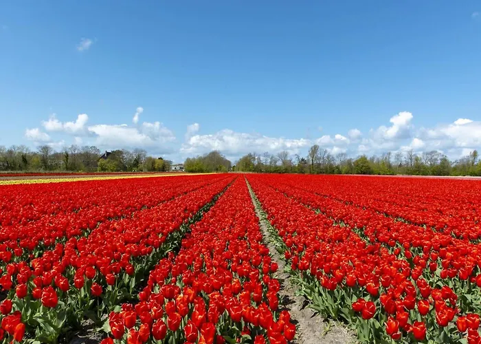 Lägenhet In Schoorl Near Schoorlse Duinen *